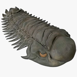 trilobite fossil 2 3ds