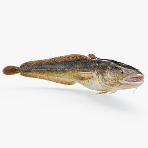 Burbot Animated
