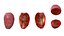 Higo chumbo rojo