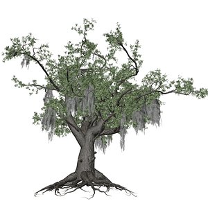 Live Oak Tree - 05 - 3D model