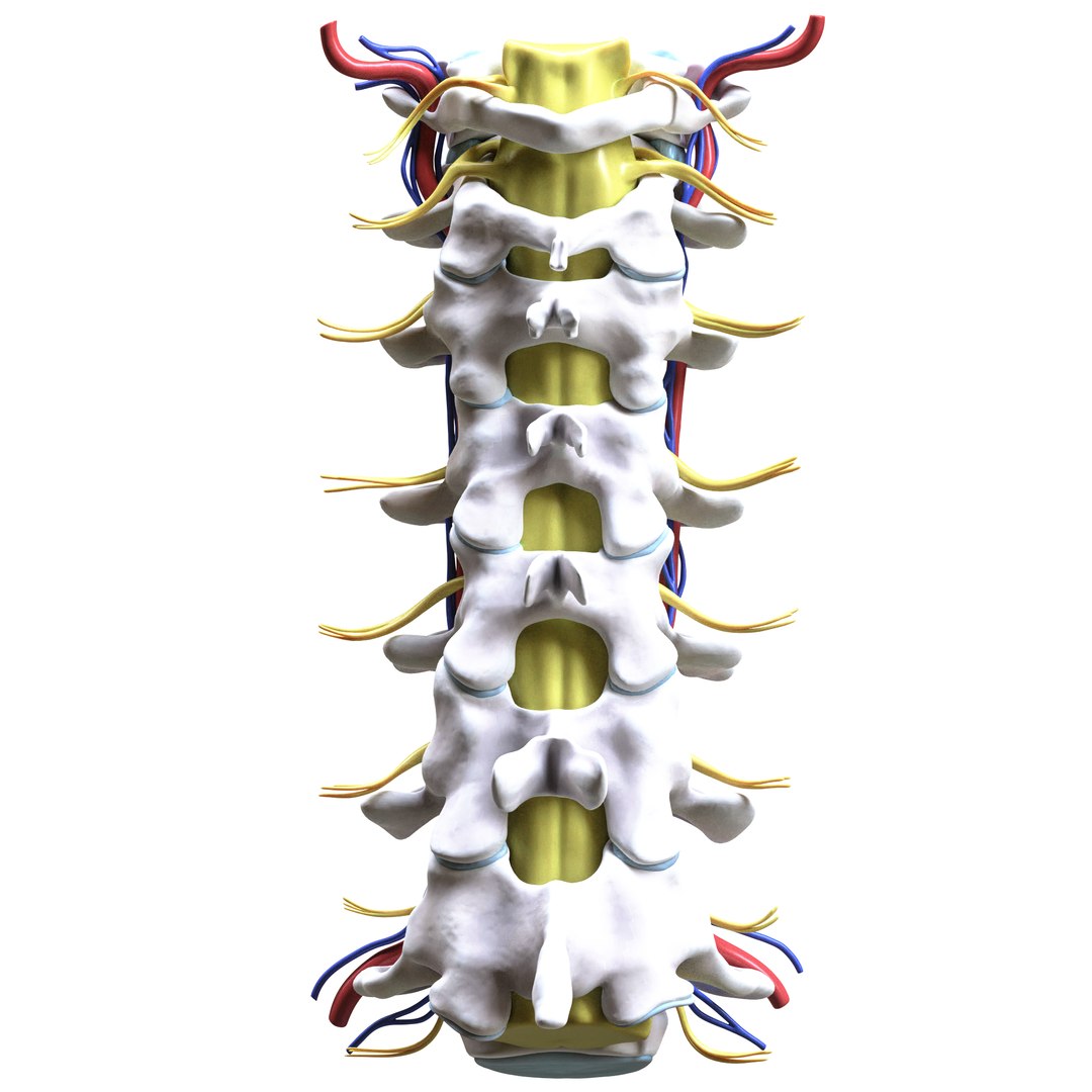 3D Cervical Spine Vertebrae Nerve - TurboSquid 2110919