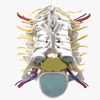 Cervical Spine Vertebrae Nerve