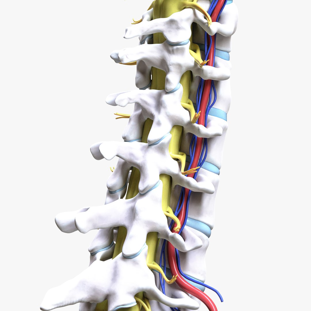 3D Cervical Spine Vertebrae Nerve - TurboSquid 2110919