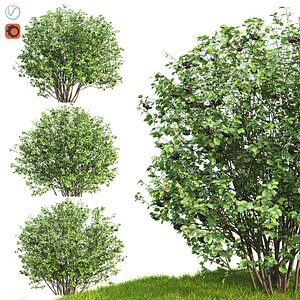 3D aronia bush hedge