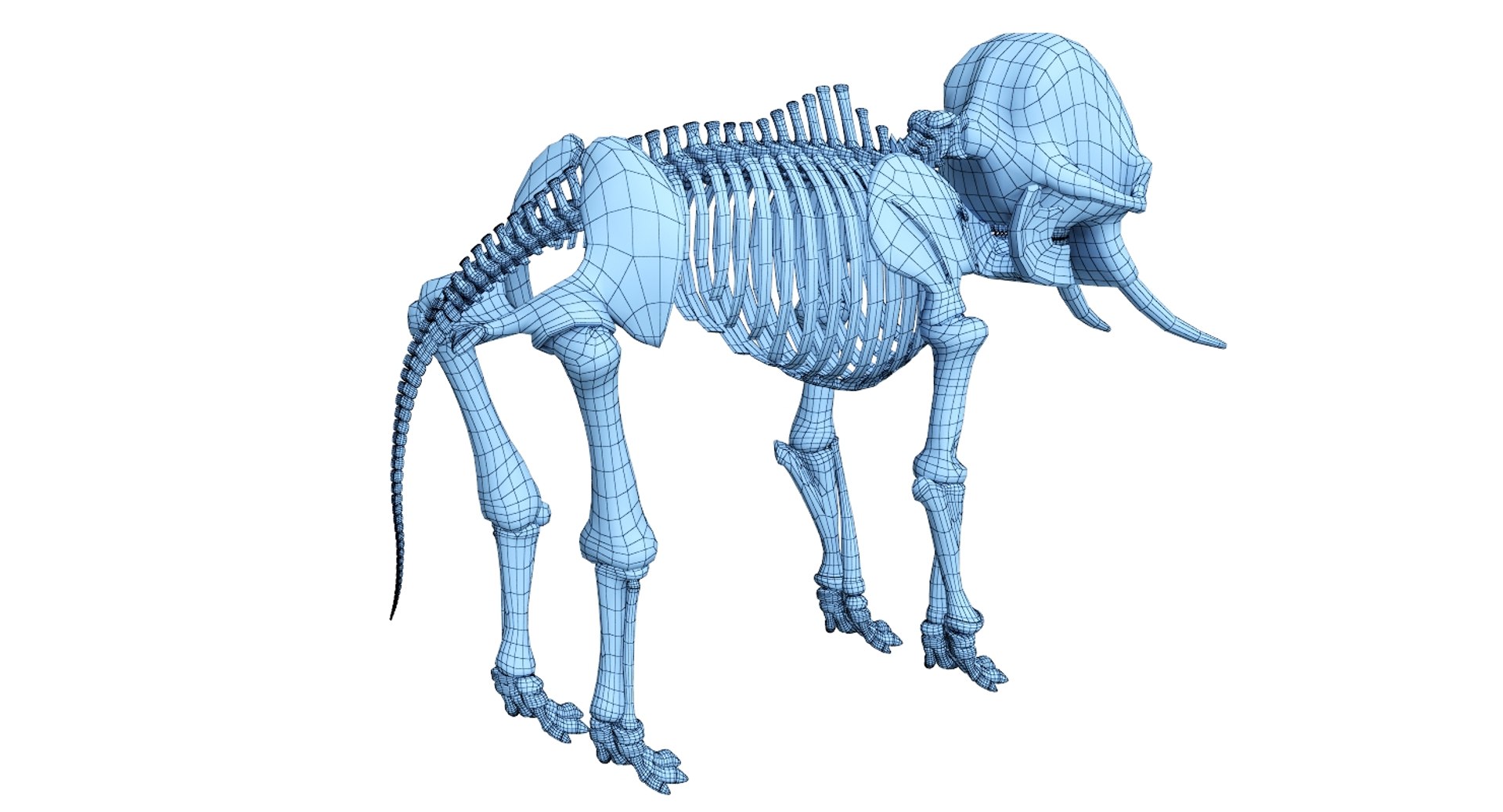 3D model elephant skeleton - TurboSquid 1278714