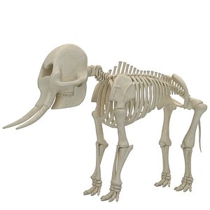 3D model elephant skeleton