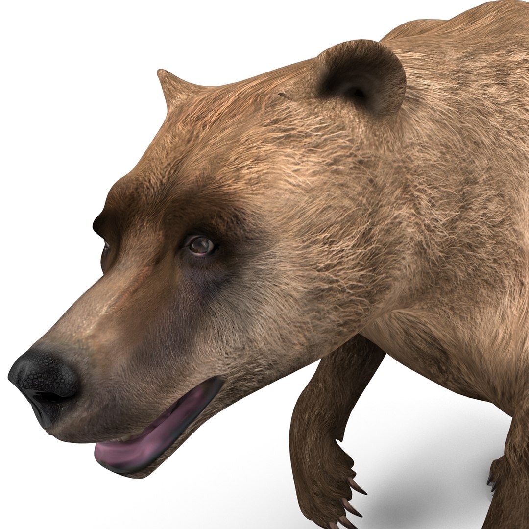 3d model of grizzly bear pose 2 https://p.turbosquid.com/ts-thumb/zq/h2BzR6/NTnVXCuD/grizzlybearpose2_13/jpg/1412092914/1920x1080/fit_q87/9b61d2164541aa9a23b3ac8b7edfcc7f1d60757c/grizzlybearpose2_13.jpg