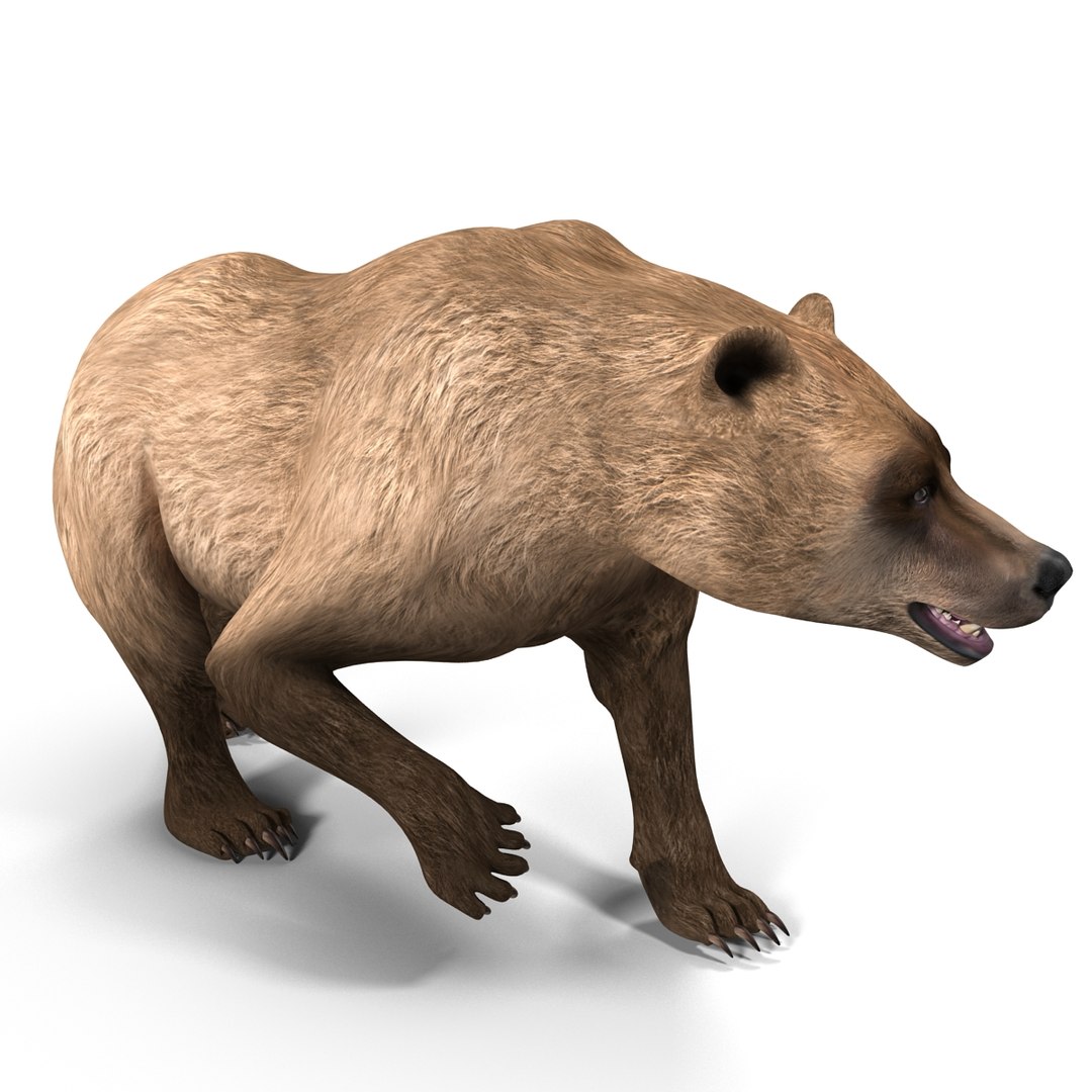3d model of grizzly bear pose 2 https://p.turbosquid.com/ts-thumb/zq/h2BzR6/cI1LTGXm/grizzlybearpose2_9/jpg/1412092905/1920x1080/fit_q87/c2982c5d239df339e726657450697ea57260e44b/grizzlybearpose2_9.jpg