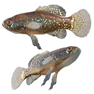 Everglades Pygmy Sunfish 3D model