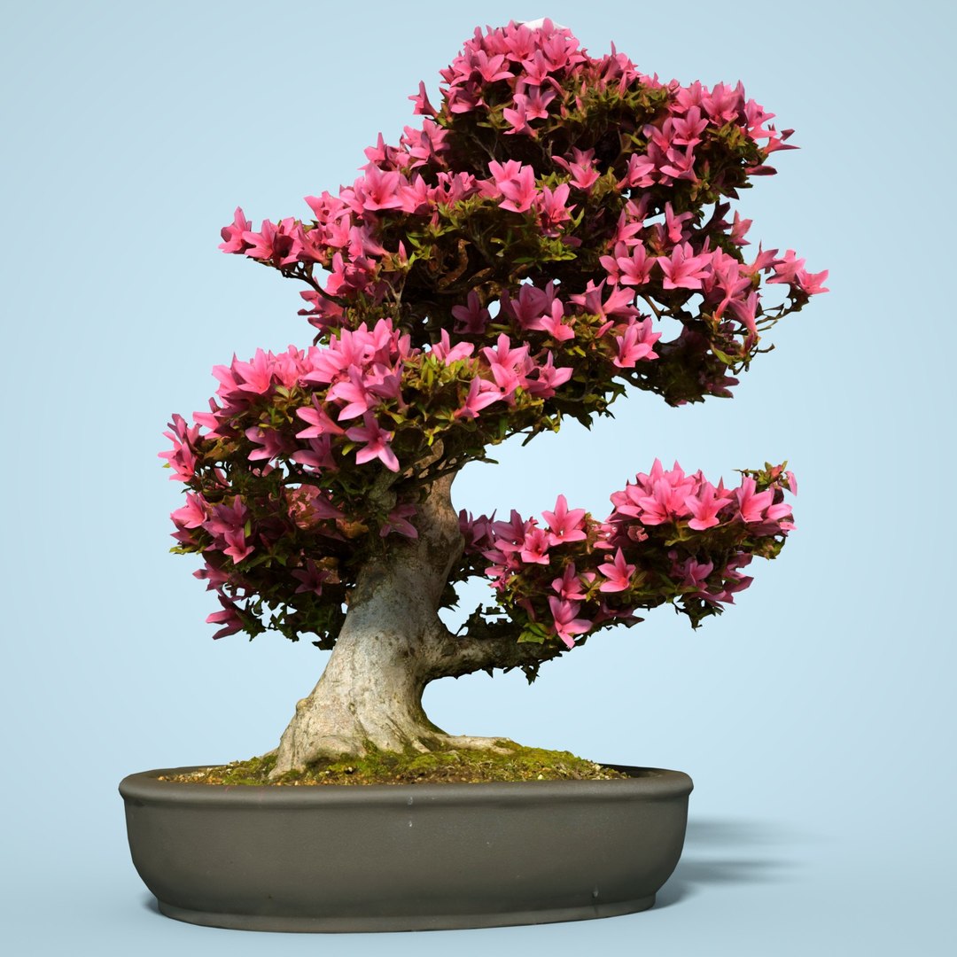 Satsuki bonsai tree blossom 3D - TurboSquid 1163812