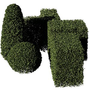 Boxwood Shrubs 3D model