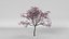 prunus fruits low poly