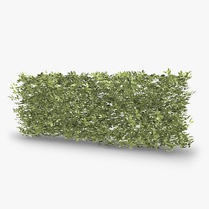 Siberian Dogwood Hedge