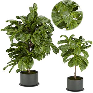 Collection plant vol 340 - fiddle - indoor - leaf - fig - blender - 3dmax - cinema 4d 3D model