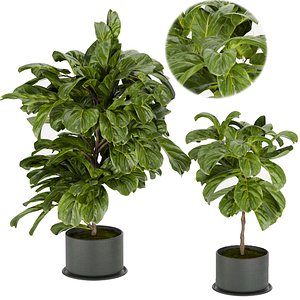Collection plant vol 340 - fiddle - indoor - leaf - fig  - 3dmax - cinema 4d