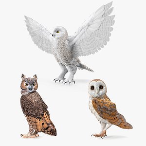 3D Owls Collection 2