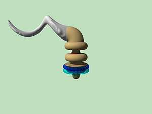 Flagellum animation