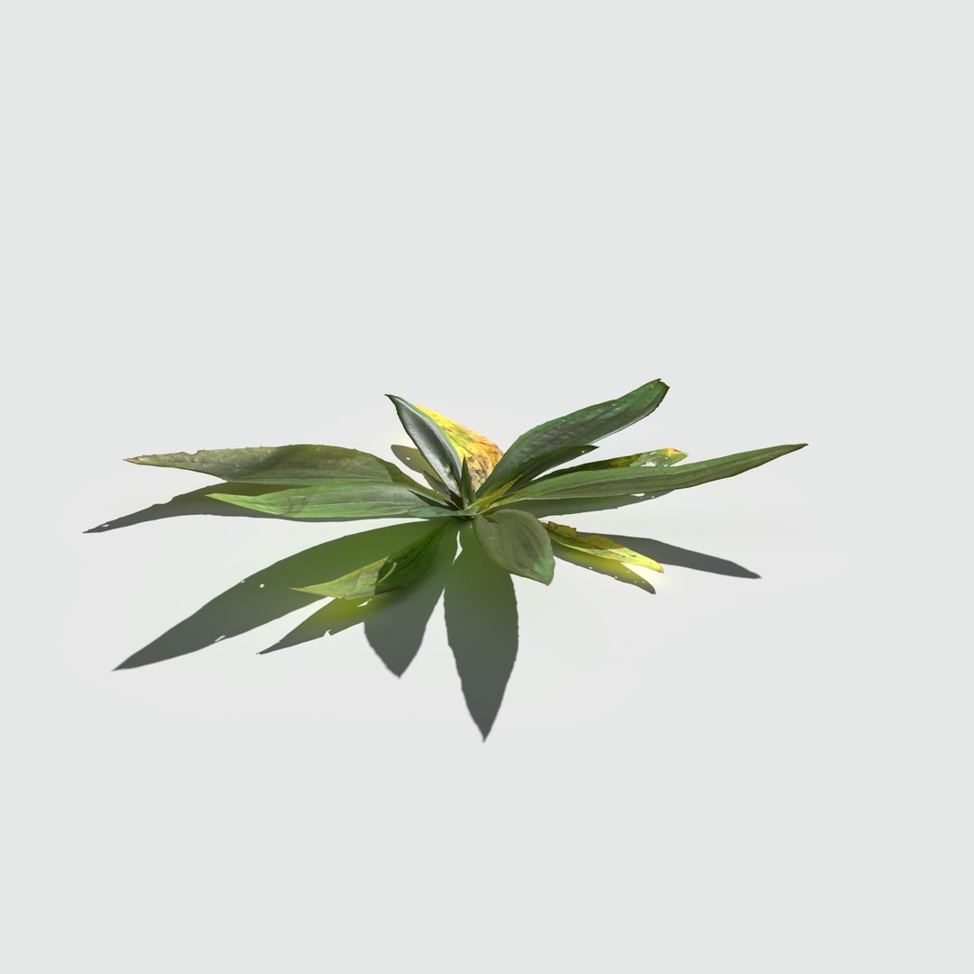 3D narrow leaf plantain pack https://p.turbosquid.com/ts-thumb/zr/RdEgGJ/ZTgjH1ln/narrowleafplantain_preview_08/png/1579443643/1920x1080/fit_q87/441aa5a3ae6eb53cc94cffac4b047fbd9e28339a/narrowleafplantain_preview_08.jpg