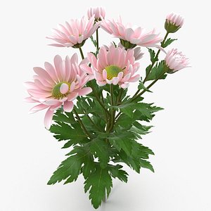 3d pink chrysanthemum model