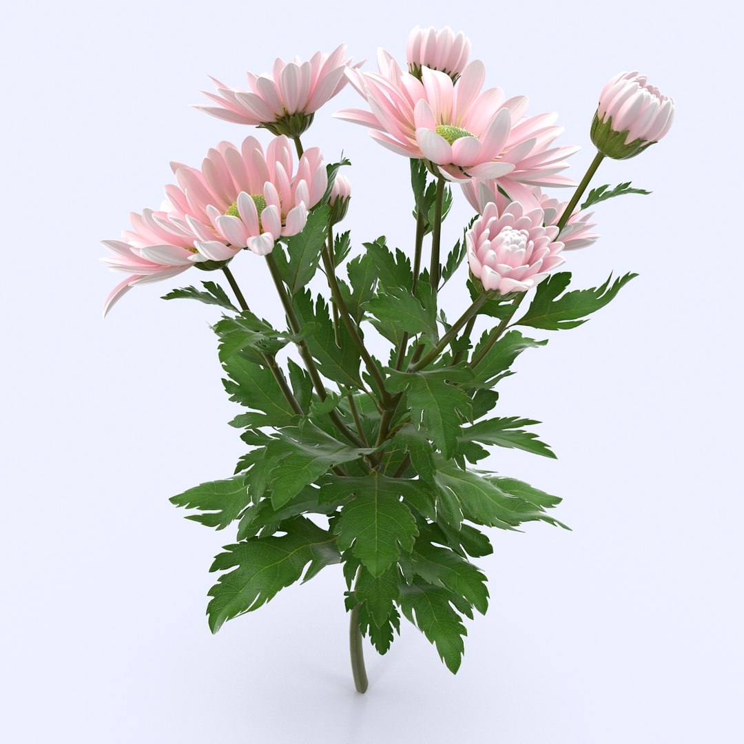 3d Pink Chrysanthemum Model