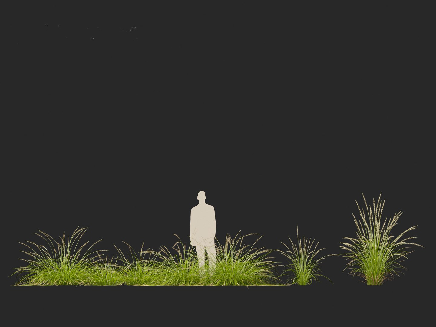 3D model Pennisetum orientale - Oriental Fountain Grass https://p.turbosquid.com/ts-thumb/zr/f1l6UL/5y/pennisetumorientale015/jpg/1697469384/1920x1080/fit_q87/391b2a68d6ed2c9cb12df25f836f9065d572a51a/pennisetumorientale015.jpg
