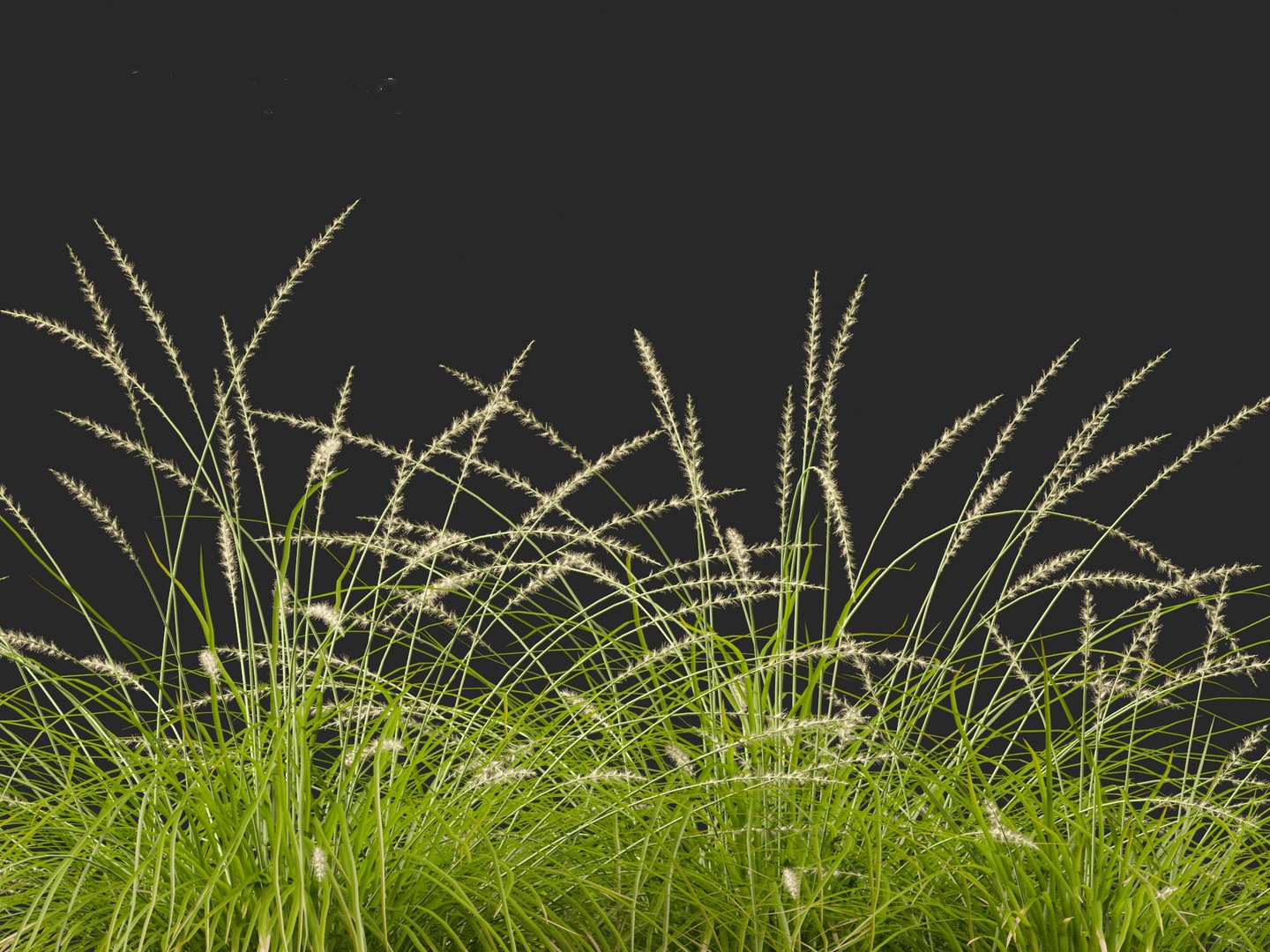 3D model Pennisetum orientale - Oriental Fountain Grass https://p.turbosquid.com/ts-thumb/zr/f1l6UL/B1/pennisetumorientale0111/jpg/1697469394/1920x1080/fit_q87/f50c3cebeb8ae9a593bf987b6e1b129c2438c575/pennisetumorientale0111.jpg