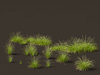 Pennisetum orientale - Oriental Fountain Grass