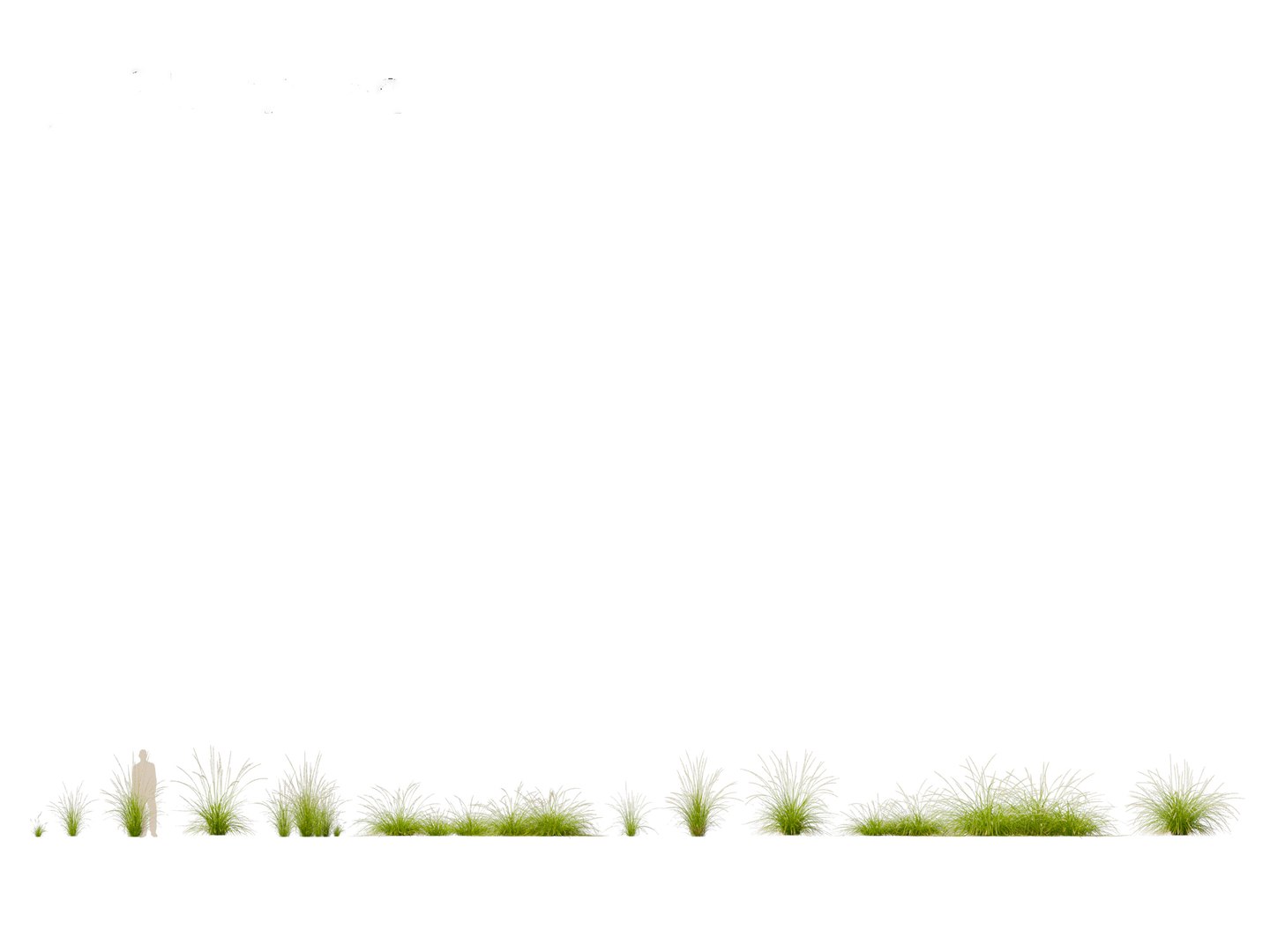 3D model Pennisetum orientale - Oriental Fountain Grass https://p.turbosquid.com/ts-thumb/zr/f1l6UL/HZ/pennisetumorientale012/jpg/1697469377/1920x1080/fit_q87/1e759ba84410ff2a8bb864ea9d577bd1754b388a/pennisetumorientale012.jpg