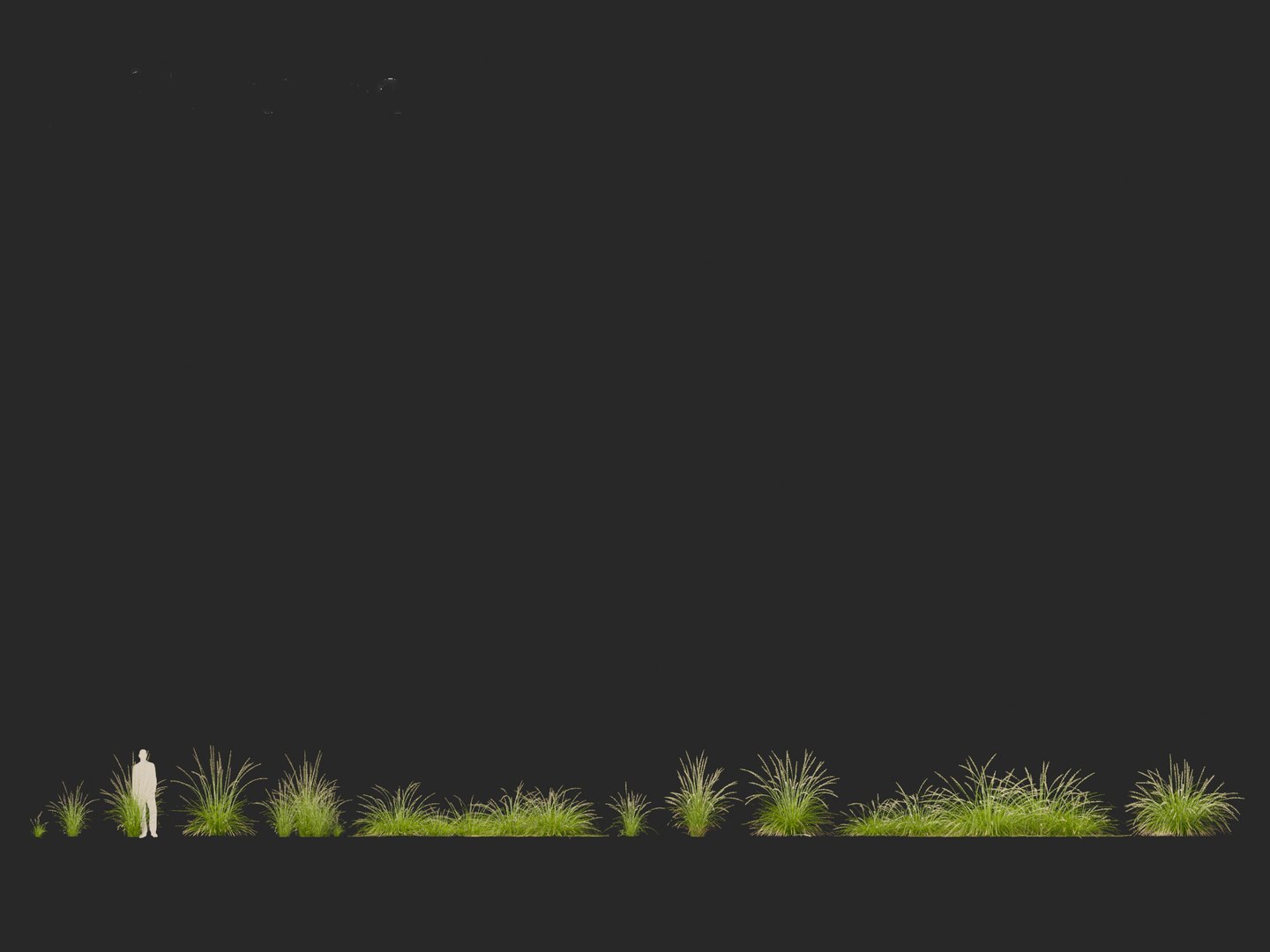 3D model Pennisetum orientale - Oriental Fountain Grass https://p.turbosquid.com/ts-thumb/zr/f1l6UL/OU/pennisetumorientale011/jpg/1697469375/1920x1080/fit_q87/ae294517e67d978d601760259723f38c4879b627/pennisetumorientale011.jpg