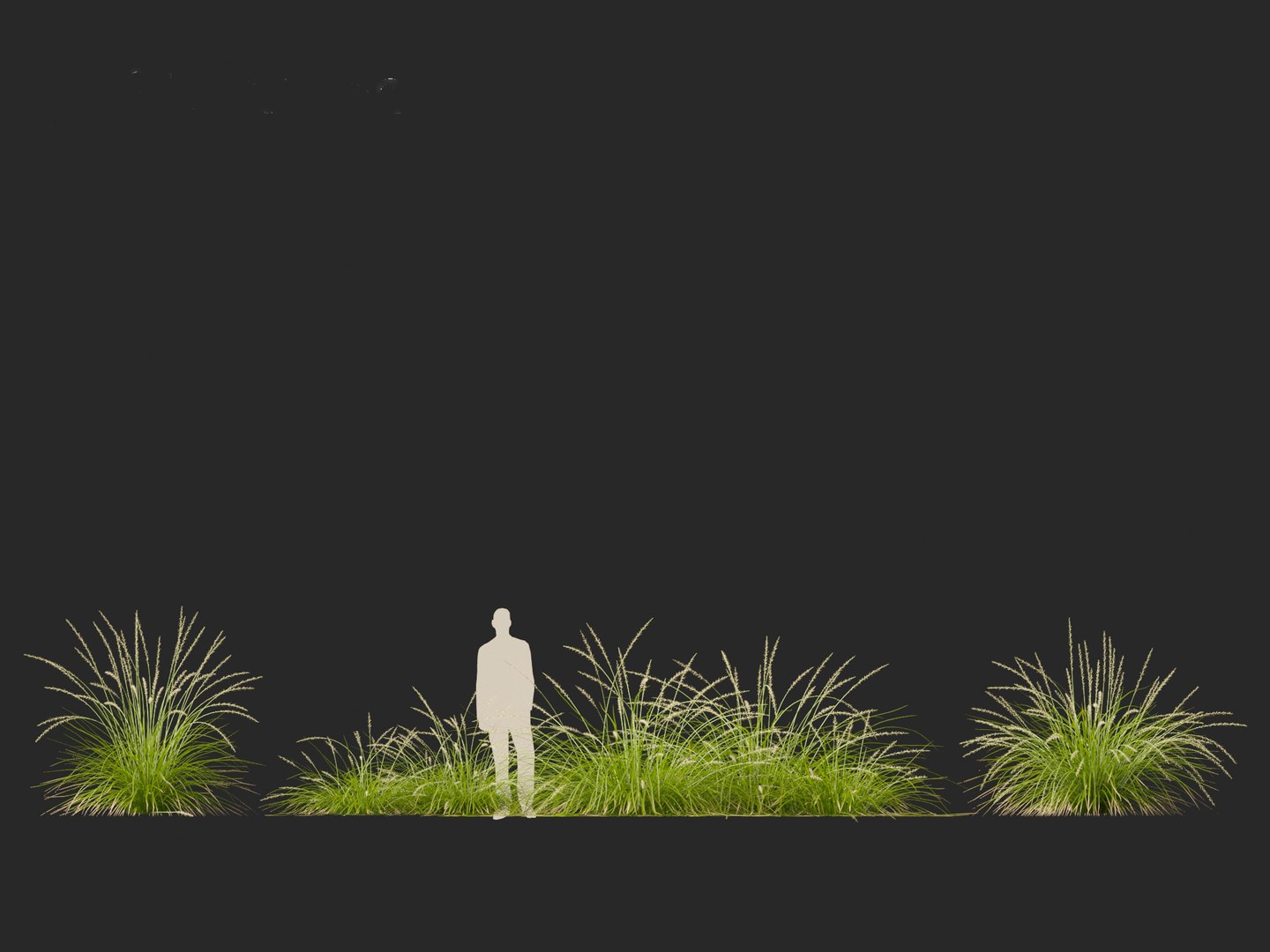 3D model Pennisetum orientale - Oriental Fountain Grass https://p.turbosquid.com/ts-thumb/zr/f1l6UL/ao/pennisetumorientale018/jpg/1697469390/1920x1080/fit_q87/206315b601c7b1b6cc627848f6eda9c4664a683a/pennisetumorientale018.jpg