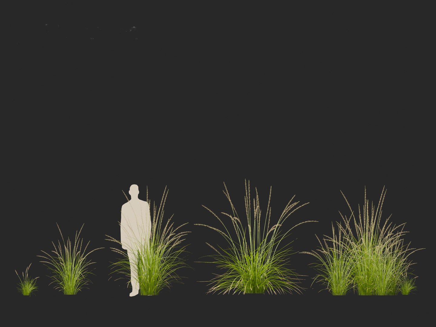 3D model Pennisetum orientale - Oriental Fountain Grass https://p.turbosquid.com/ts-thumb/zr/f1l6UL/d5/pennisetumorientale014/jpg/1697469382/1920x1080/fit_q87/0449e6150282243af623d69cc5e6d34fc9762242/pennisetumorientale014.jpg