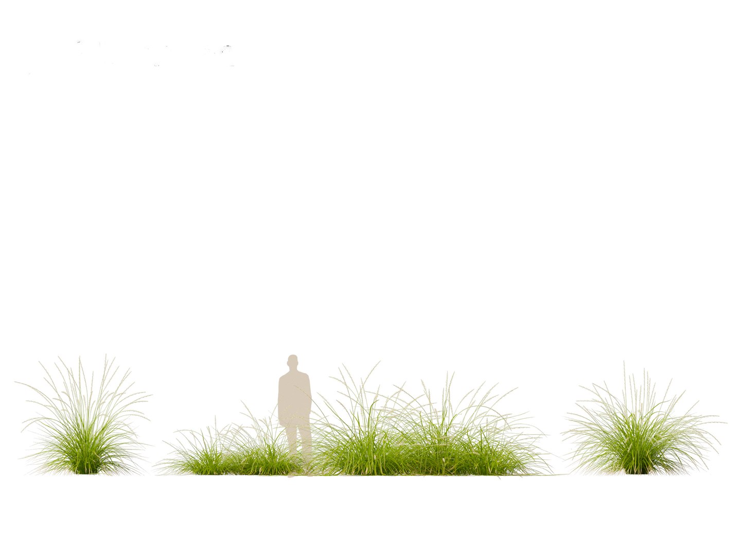3D model Pennisetum orientale - Oriental Fountain Grass https://p.turbosquid.com/ts-thumb/zr/f1l6UL/lN/pennisetumorientale017/jpg/1697469388/1920x1080/fit_q87/e825ee310a5179ff0e8d060b0343cd28897c68f2/pennisetumorientale017.jpg