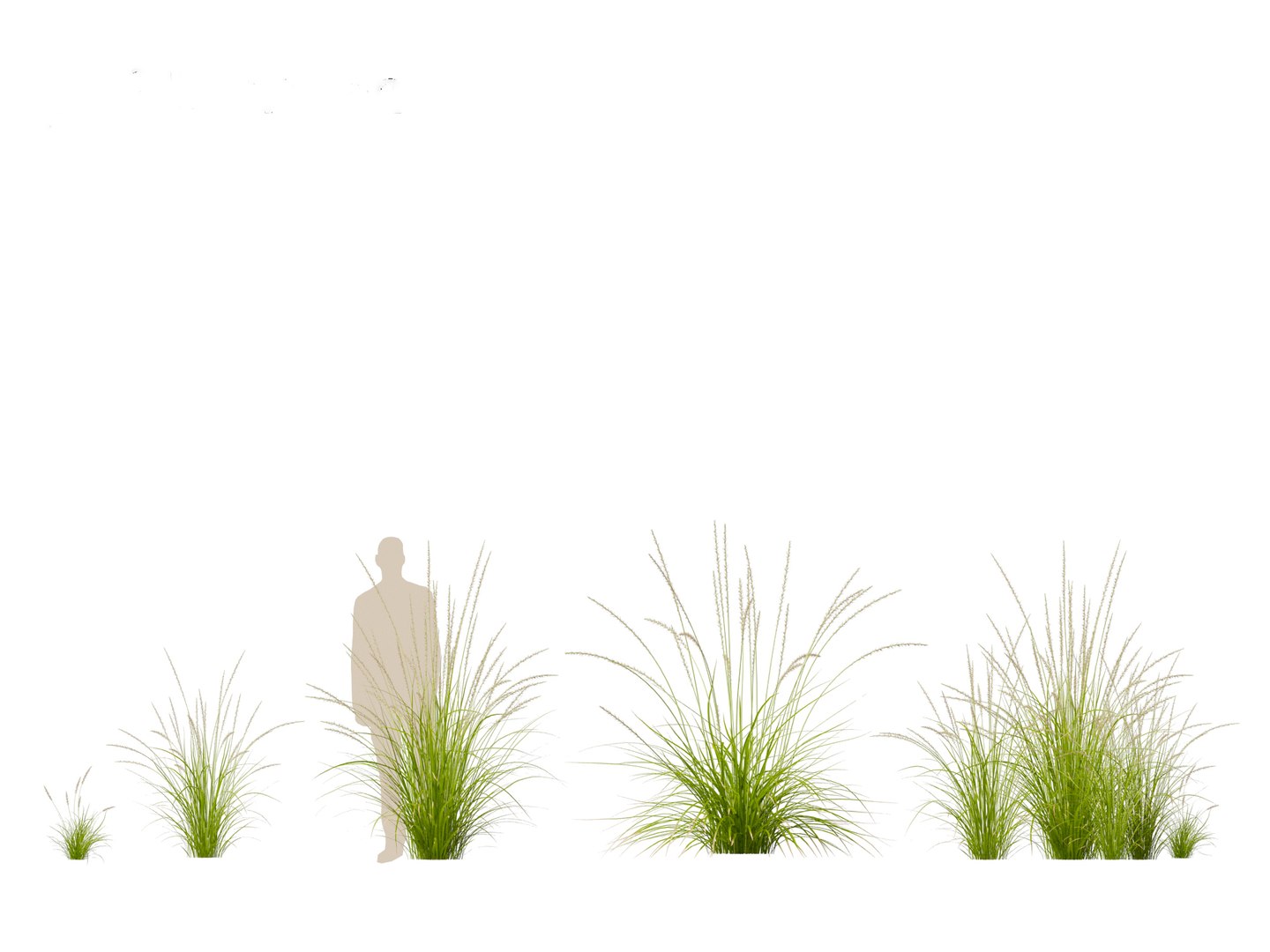3D model Pennisetum orientale - Oriental Fountain Grass https://p.turbosquid.com/ts-thumb/zr/f1l6UL/s2/pennisetumorientale013/jpg/1697469379/1920x1080/fit_q87/cf7fe18d909917f38feefb5354bd55dd01ba83d0/pennisetumorientale013.jpg