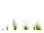 Pennisetum orientale - Oriental Fountain Grass