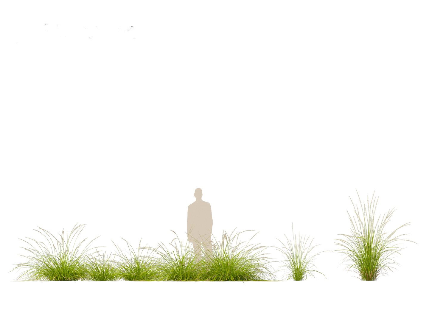 3D model Pennisetum orientale - Oriental Fountain Grass https://p.turbosquid.com/ts-thumb/zr/f1l6UL/sU/pennisetumorientale016/jpg/1697469386/1920x1080/fit_q87/bb6dd77716e712b8c6b8fc6ecf4bad41afb5bbc9/pennisetumorientale016.jpg