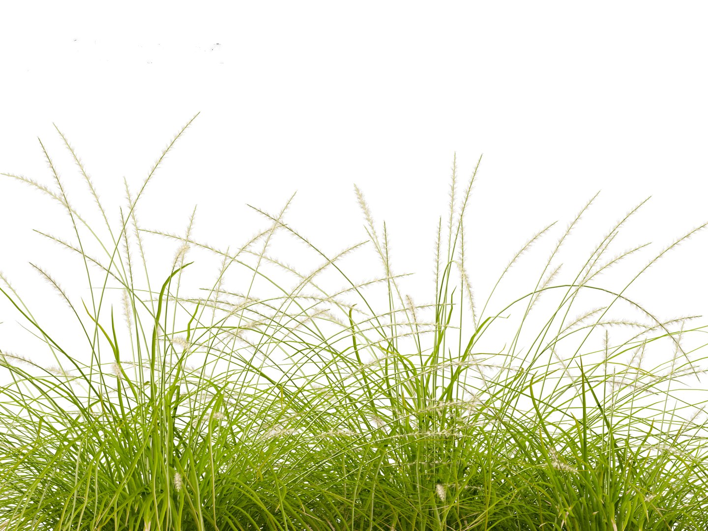 3D model Pennisetum orientale - Oriental Fountain Grass https://p.turbosquid.com/ts-thumb/zr/f1l6UL/st/pennisetumorientale0110/jpg/1697469393/1920x1080/fit_q87/7f786f73b753a186938f8b70ec6b23e42982288d/pennisetumorientale0110.jpg