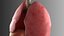 Lungs Animated