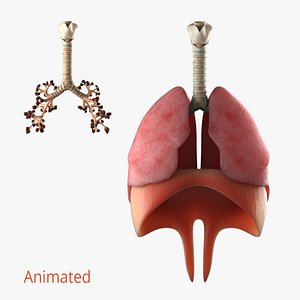 3D lungs bronchus