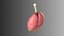 Lungs Animated
