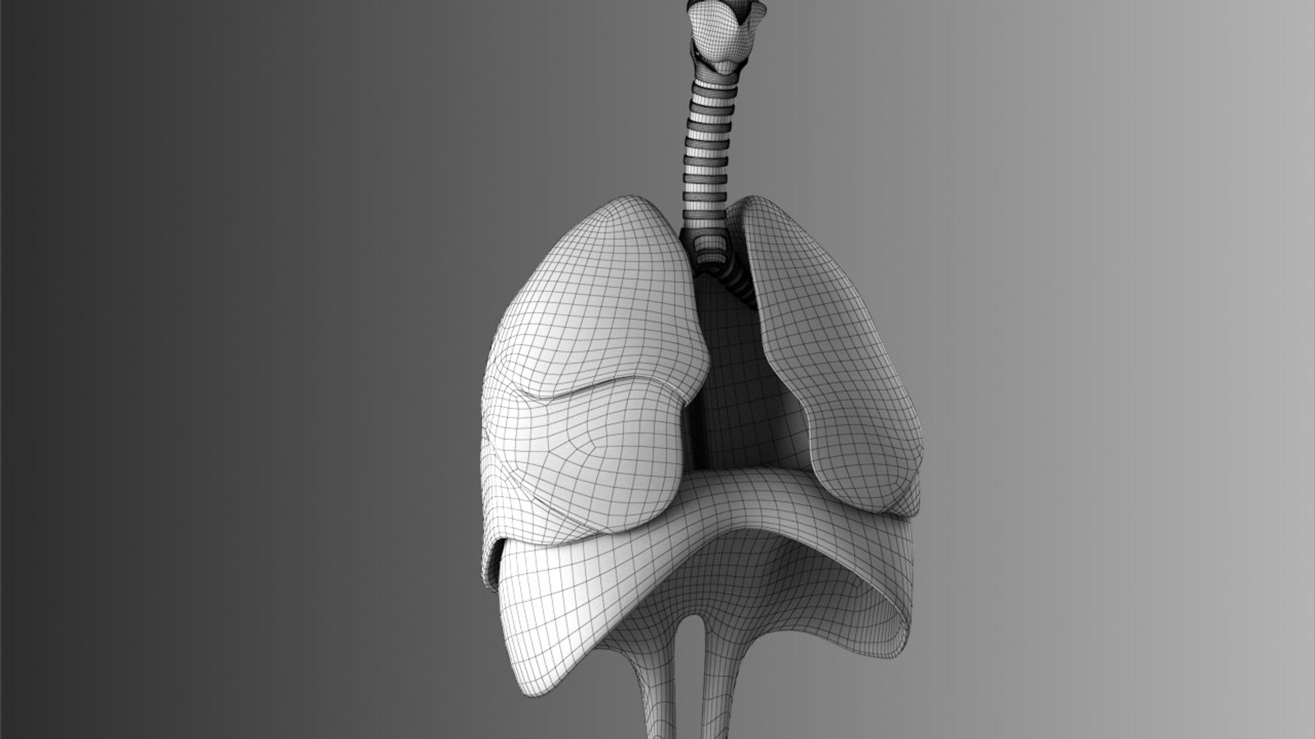 3D lungs bronchus https://p.turbosquid.com/ts-thumb/zr/nx0kEW/JfuN1LCT/lungs_brunch_r_wire_.rgb_color.0004/jpg/1559861890/1920x1080/fit_q87/5b65313ea4f8e24b86213c5558ff1fbc0b8d39b3/lungs_brunch_r_wire_.rgb_color.0004.jpg