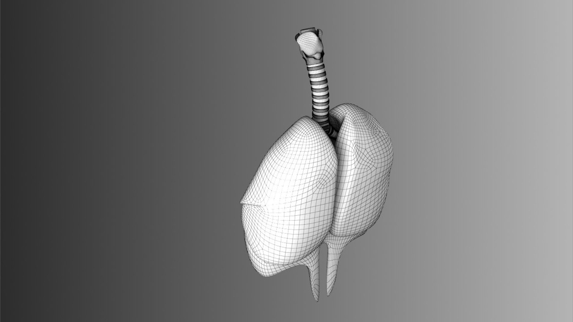 3D lungs bronchus https://p.turbosquid.com/ts-thumb/zr/nx0kEW/LHn2Bakv/lungs_brunch_r_wire_.rgb_color.0008/jpg/1559861890/1920x1080/fit_q87/c09c2dbdfb00e7c3e4618e3a55573fcf769c21bb/lungs_brunch_r_wire_.rgb_color.0008.jpg
