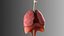Lungs Animated