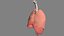 Lungs Animated