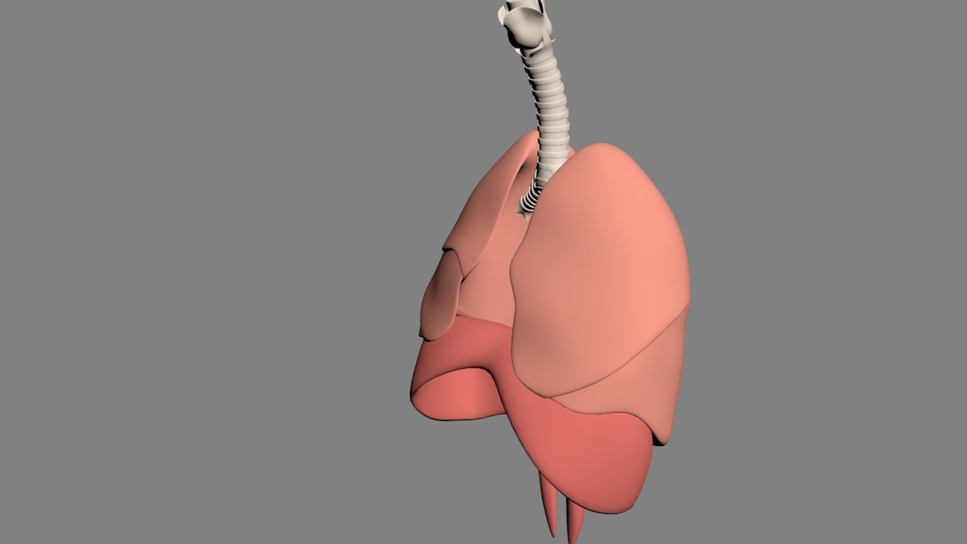 3D lungs bronchus https://p.turbosquid.com/ts-thumb/zr/nx0kEW/V5POXVus/02/jpg/1559861847/1920x1080/turn_fit_q99/d505576cd590d487671176558c4d42d2fd9693af/02-1.jpg