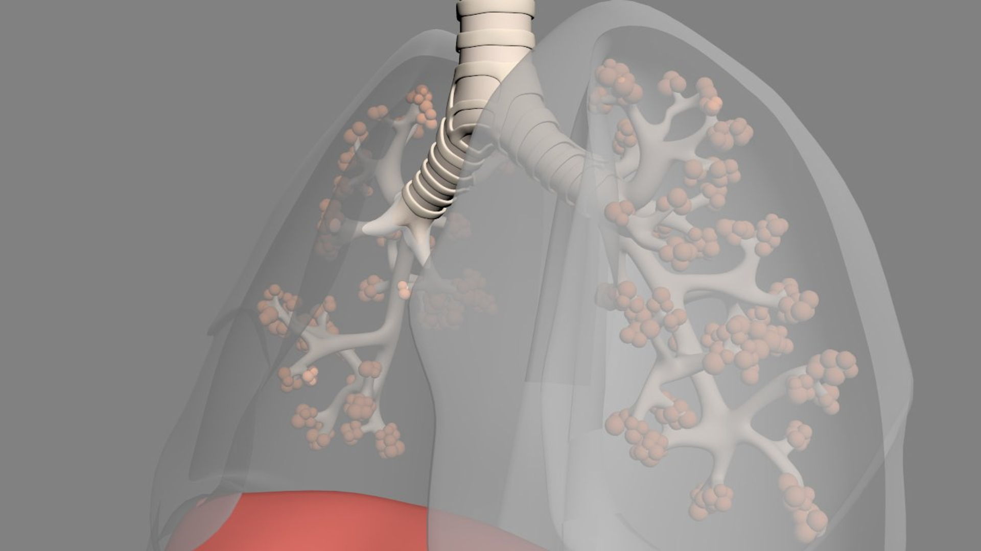3D lungs bronchus https://p.turbosquid.com/ts-thumb/zr/nx0kEW/ZRnSvC6C/03/jpg/1559861871/1920x1080/turn_fit_q99/c2f3dba7780abce4259b9a7c3d8ab64992b4948c/03-1.jpg