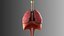 Lungs Animated