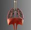 Lungs Animated