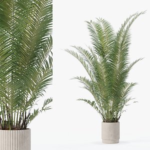 Areca palm in modern flower pot model