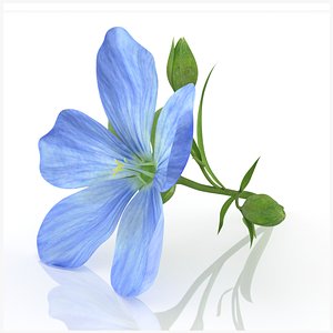 3D linum flower flax plant model