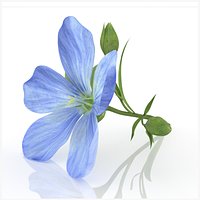 Flax lily flower herb  advertising